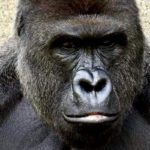 Killing a Gorilla and How Leaders Make Difficult Decisions