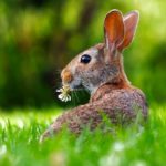 Chasing 2 Rabbits in Leadership and Ministry