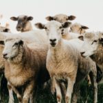 2 Things We Must Do Because the Bible Calls us Sheep