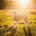 Church Leaders Must Think Flock Strategy and Sheep Strategy