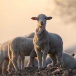 A Framework for Ministry Leaders: Thinking Flock and Sheep
